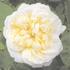 Schloß Lützow rose photo