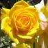 Yellow Beauty rose photo