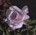 Blue Dawn rose photo
