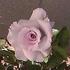 Blue Dawn rose photo