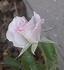 Blue Dawn rose photo