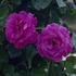 Mercedes Gallart rose photo