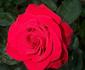 Mother's Value rose photo