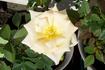 Fontana rose photo