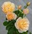 Chris Rabe rose photo