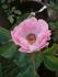 Lucy Ashton rose photo