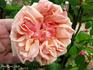 Madame Creux rose photo