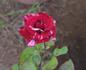 Arrow Folies ® rose photo