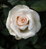 Linville rose photo