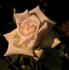 Miss Pearl ™ rose photo