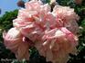 Miss Helyett rose photo