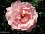 Thelma rose photo