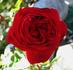 Black Garnet rose photo