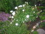 Snow Hit ® rose photo