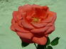 Fire Magic rose photo
