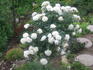 Snow Hit ® rose photo