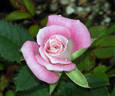 Jilly Jewel rose photo