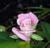 Jilly Jewel rose photo