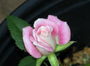 Jilly Jewel rose photo