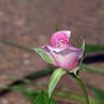 Jilly Jewel rose photo