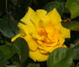 Lowell Thomas rose photo