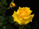 Lowell Thomas rose photo