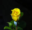 Lowell Thomas rose photo