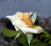 Nancy Jean ™ rose photo