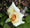 Nancy Jean ™ rose photo