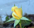 Nancy Jean ™ rose photo