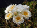 Pinocchio rose photo
