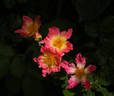 Watercolors Home Run rose photo
