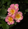 Watercolors Home Run rose photo