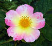 Watercolors Home Run rose photo