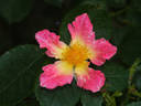 Watercolors Home Run rose photo