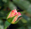 Watercolors Home Run rose photo