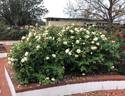 Faith Whittlesey ™ rose photo