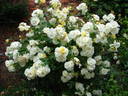 Tall Story ® rose photo