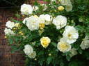 Tall Story ® rose photo