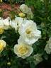 Tall Story ® rose photo