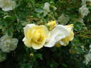 Tall Story ® rose photo