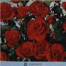 Concerto rose photo