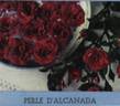 Perla de Alcanada rose photo