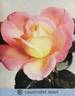 Grand'mère Jenny rose photo