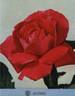 Altesse rose photo