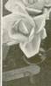 Cleopatra rose photo