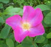 Stambulska rose photo
