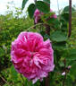 Marie Louise rose photo