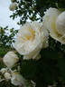 J.P. Connell rose photo