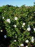 Marie Bugnet rose photo